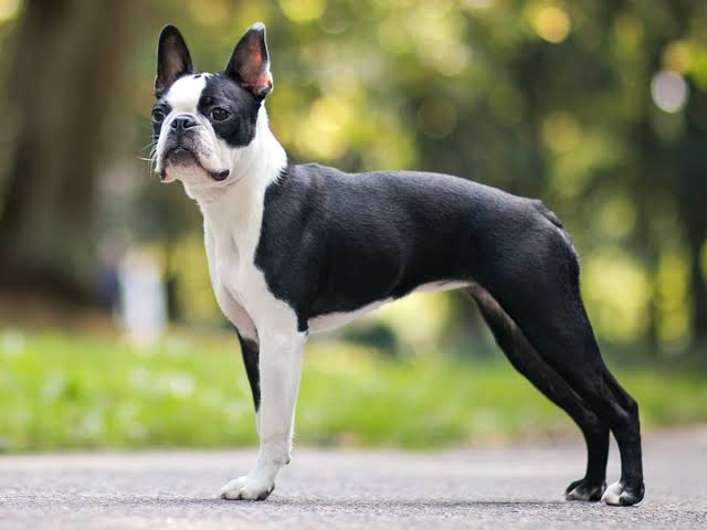 Boston Terriers Hoodie