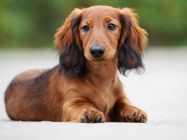 Dobermann Dog Accessories