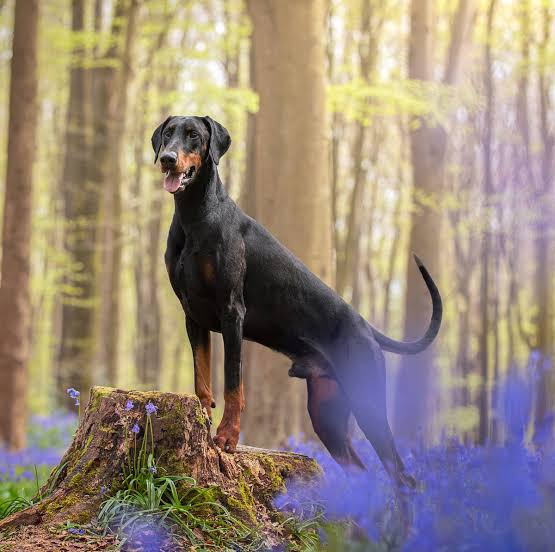 Dobermann Dog Hoodie