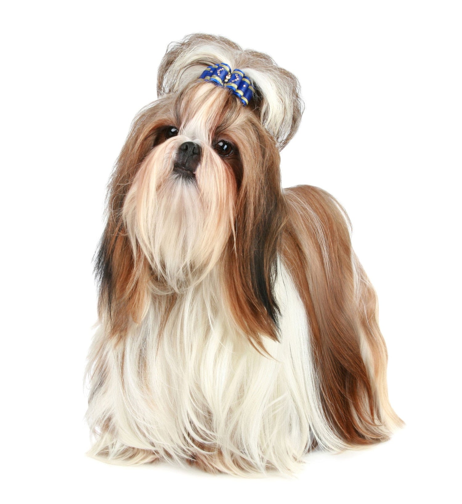 Shihtzus Life T-Shirt