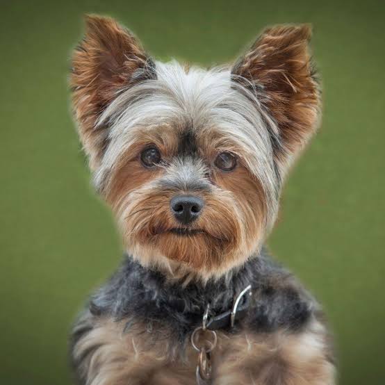 Yorkshire Terrier T-Shirt