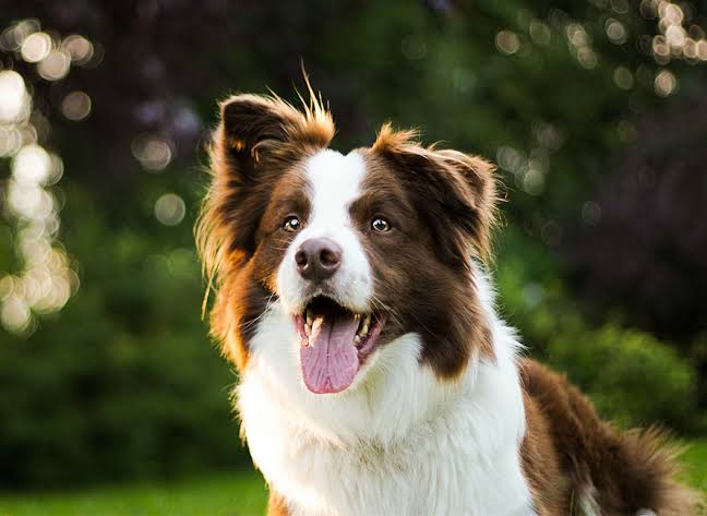 BorderCollie Accessories